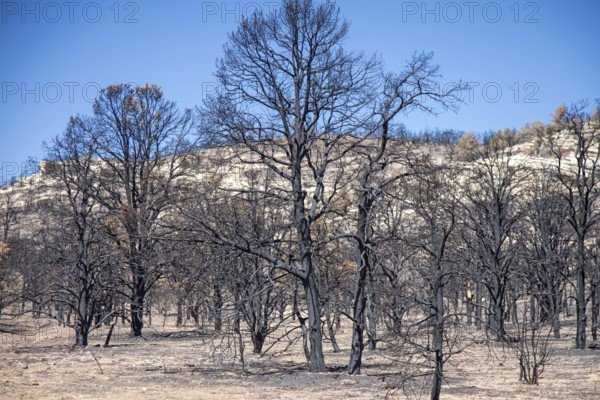 Jacob Lake, Arizona - Burned trees from the White Sage Fire. The wildfire burned 60, 000 acres north of the Grand Canyon in Kaibab National Forest