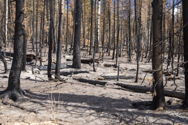 Jacob Lake, Arizona - Burned trees from the Dragon Bravo Fire. The wildfire burned 145, 000 acres on the north rim of the Grand Canyon and in Kaibab National Forest