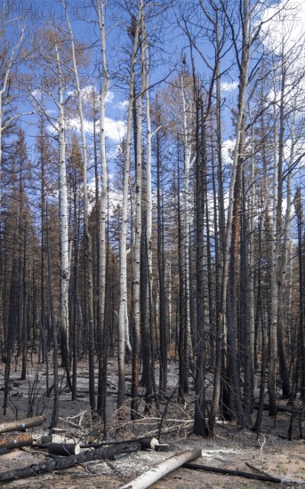 Jacob Lake, Arizona - Burned trees from the Dragon Bravo Fire. The wildfire burned 145, 000 acres on the north rim of the Grand Canyon and in Kaibab National Forest