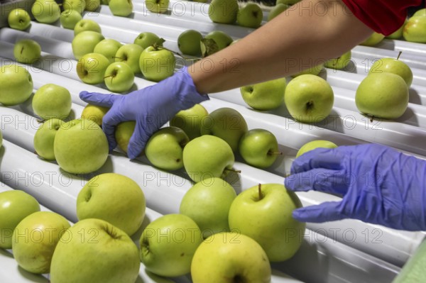 Berrien Springs, Michigan - Fresh apples are sorted and packed at Hildebrand Fruit Farms. Michigan is the second-largest grower of apples in the United States