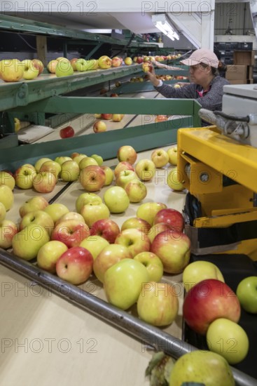 Berrien Springs, Michigan - Fresh apples are sorted and packed at Hildebrand Fruit Farms. Michigan is the second-largest grower of apples in the United States