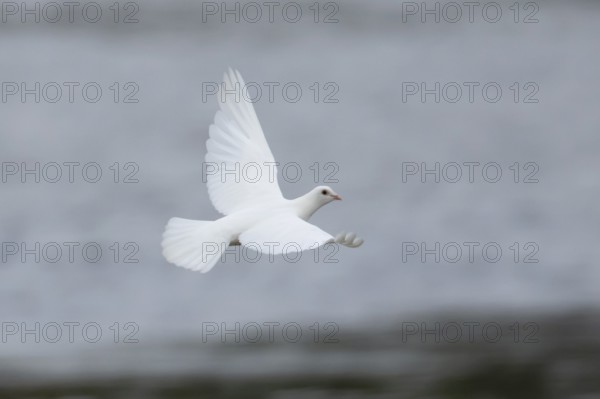 Feral pigeon or White Peace dove (Columba livia domestica) adult bird flying, England, United Kingdom