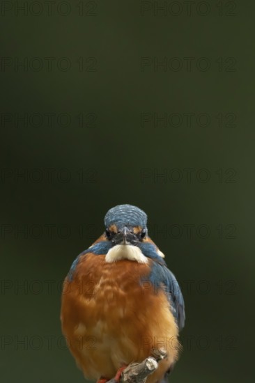Common kingfisher (Alcedo atthis) adult male bird head portrait, England, United Kingdom