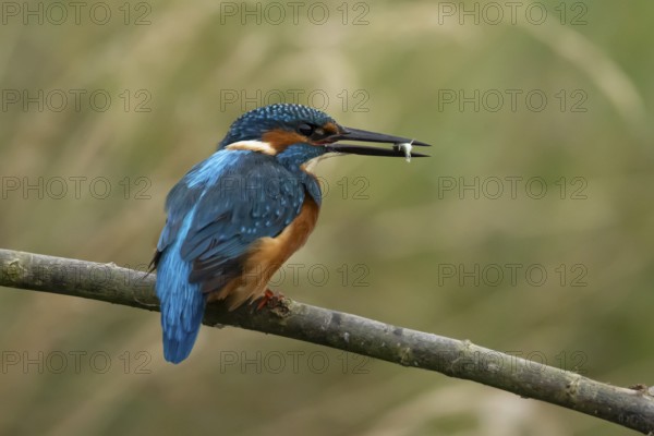 Common kingfisher (Alcedo atthis) adult male bird on a tree branch with a fish in its beak, England, United Kingdom