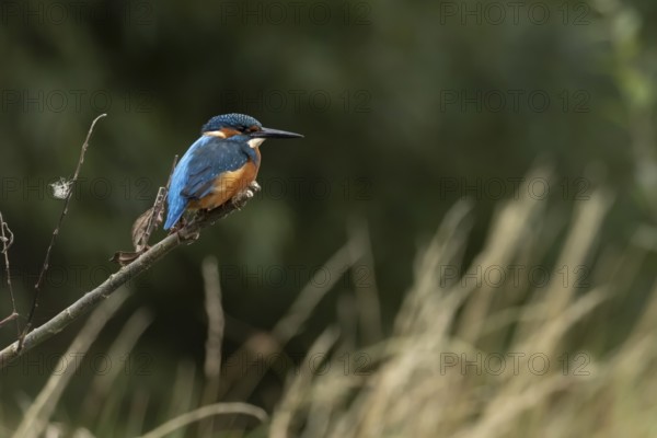 Common kingfisher (Alcedo atthis) adult male bird on a tree branch, England, United Kingdom