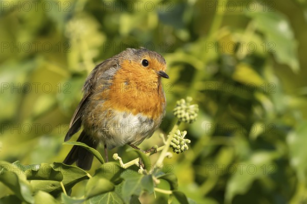 European robin (Erithacus rubecula) adult garden bird on an Ivy tree branch, England, United Kingdom