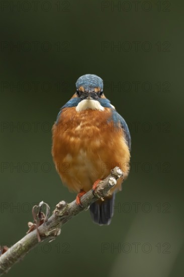 Common kingfisher (Alcedo atthis) adult male bird on a tree branch, England, United Kingdom