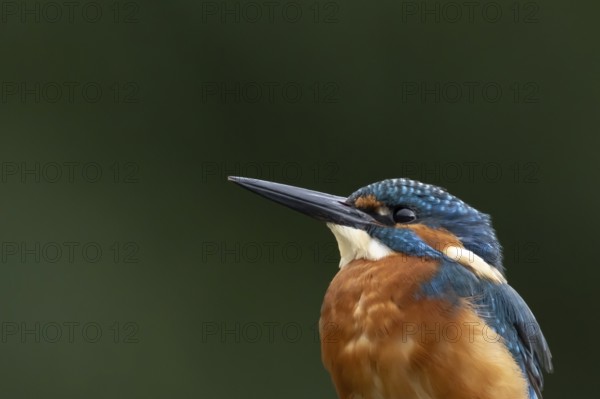 Common kingfisher (Alcedo atthis) adult male bird head portrait, England, United Kingdom