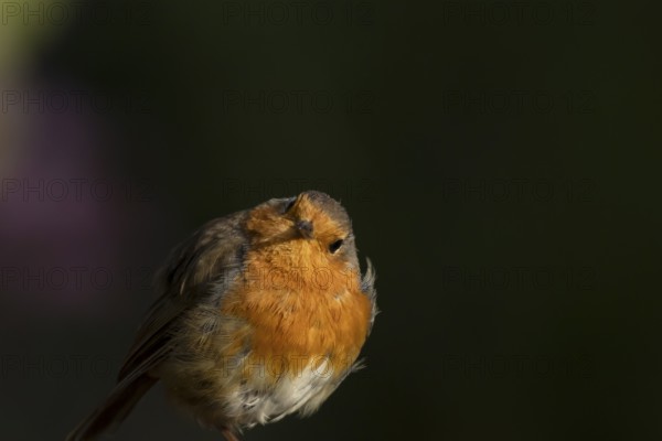 European robin (Erithacus rubecula) adult garden bird head portrait, England, United Kingdom