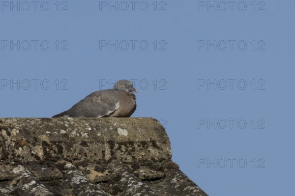 Wood pigeon (Columba palumbus) juvenile baby squab bird resting on an urban house roof, England, United Kingdom