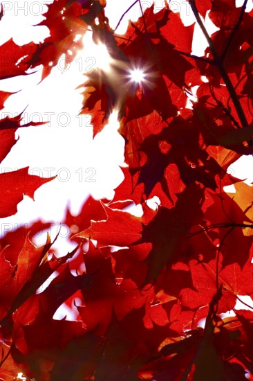 Autumn sun shining through the leaves of a maple tree, October, Germany