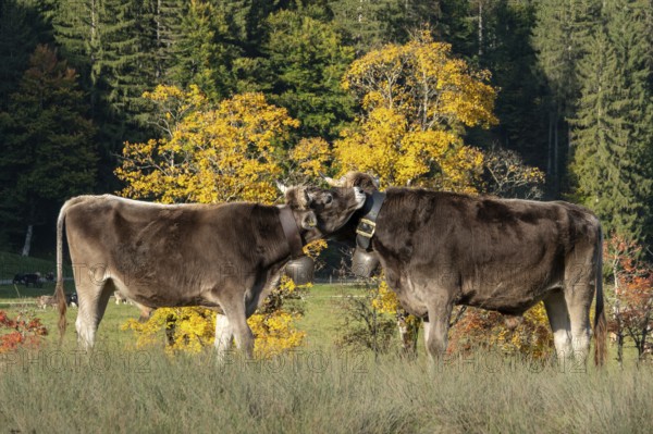 Cattle, 2 cows with cowbells, nestling heads together, autumn coloured trees behind, Stillachtal, Oberstdorf, Oberallgäu, Allgäu, Bavaria, Germany