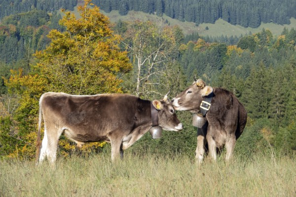 Cattle, 2 cows with cowbells, cow licks another cow on the head, behind autumnal endangered tree. Stillachtal, Oberstdorf, Oberallgäu, Allgäu, Bavaria, Germany