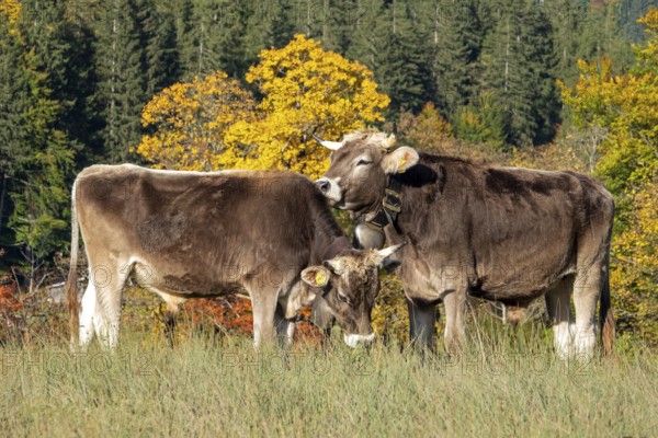 Cattle, 2 cows with cowbells, autumn coloured trees behind, Stillachtal, Oberstdorf, Oberallgäu, Allgäu, Bavaria, Germany