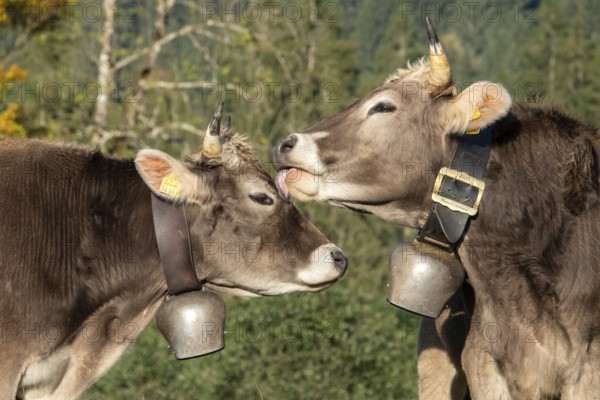 Cattle, 2 cows with cowbells, cow licking another cow on the head, Stillachtal, Oberstdorf, Oberallgäu, Allgäu, Bavaria, Germany