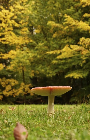 Fairytale toadstool, autumn, Germany