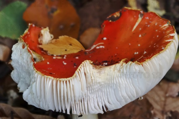 Fairytale toadstool, autumn, Germany