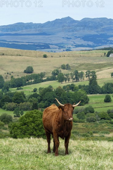 Cow race salers graze peacefully in Auvergne Volcanoes Regional Park, showcasing the serene beauty of the Sancy Massif. Rolling hills and verdant fields create a picturesque natural setting. Puy de Dome. Auvergne Rhone Alpes. France