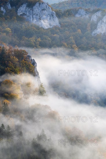 View from the Knopfmacherfelsen into the Danube valley, limestone rock, rock face, mixed forest, autumn colours, fog, autumn, Fridingen, Danube valley, Upper Danube nature park Park, Baden-Württemberg, Germany