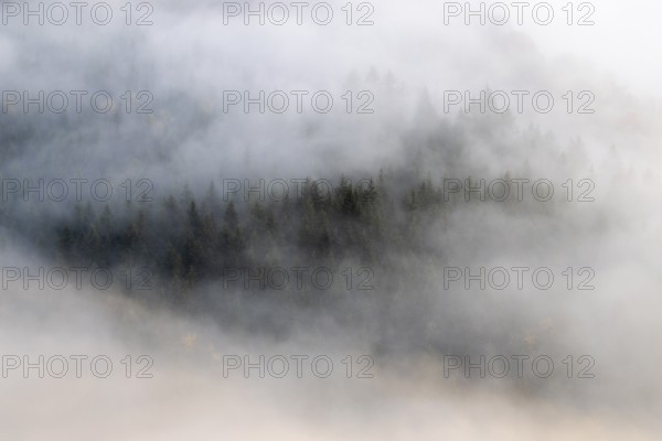 View from the Knopfmacherfels into the Danube valley, coniferous forest, fog, autumn, Fridingen, Upper Danube nature park Park, Baden-Württemberg, Germany