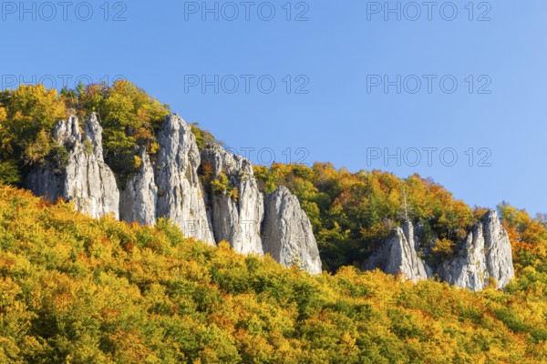 Rock face with mixed forest in autumn colours, limestone rock, autumn, Hausen im Tal, Danube Valley, Upper Danube nature park Park, Baden-Württemberg, Germany