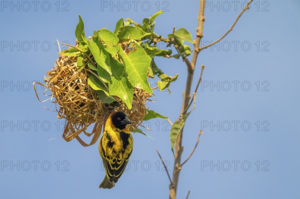 Village weaver (Ploceus cucullatus, Textor cucullatus) at the nest, also Textor weaver, Uganda
