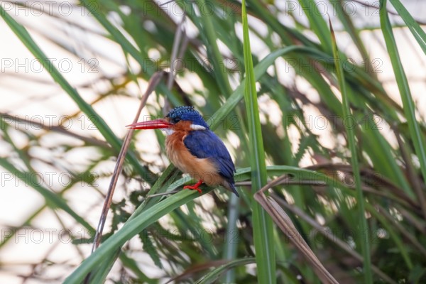 Crested Pygmy Kingfisher (Corythornis scalloped ribbonfish), bird sitting on a reed leaf, Mabamba Swamp, Lake Victoria, Uganda
