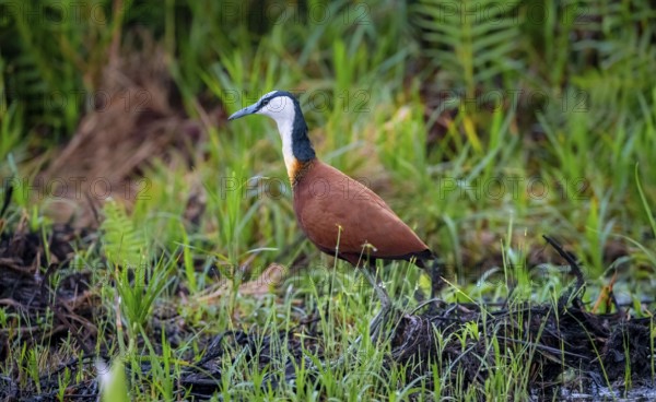 Blue-fronted Jacamar Sandgrouse (Actophilornis africanus), Mabamba Swamp, Lake Victoria, Uganda