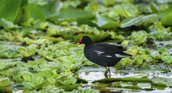 Moorhen (Gallinula Chloropus), bird walking on water lily leaf, foraging, Mabamba Swamp, Lake Victoria, Uganda