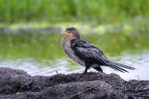 Reed Cormorant (Phalacrocorax africanus), juvenile bird on the shore, Mabamba Swamp, Lake Victoria, Uganda