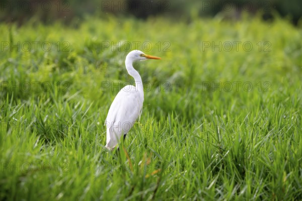 Great White Egret (Ardea alba), Mabamba Swamp, Lake Victoria, Uganda