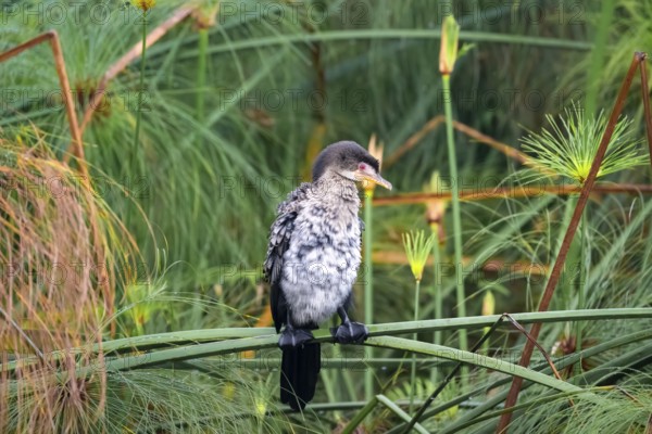 Reed Cormorant (Phalacrocorax africanus), young bird sitting on papyrus, Mabamba Swamp, Lake Victoria, Uganda