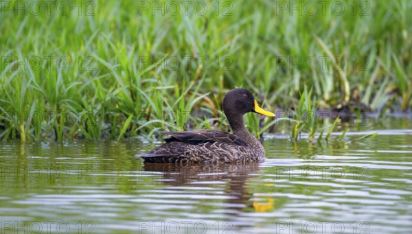 Yellow-billed duck (Anas undulata) swimming in the water, Mabamba Swamp, Lake Victoria, Uganda