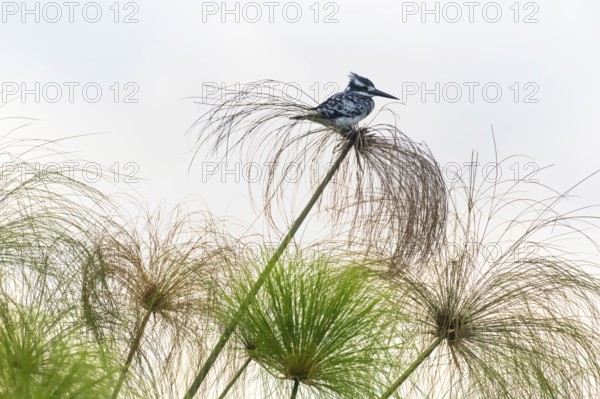 Grey Kingfisher (Ceryle rudis) bird sitting on papyrus, Mabamba Swamp, Lake Victoria, Uganda