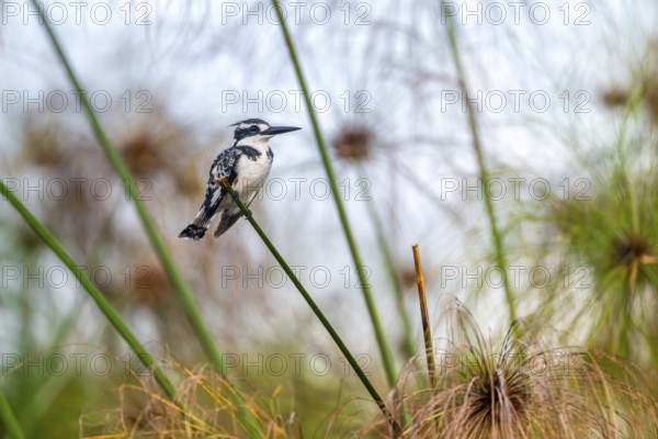 Grey Kingfisher (Ceryle rudis) bird sitting on papyrus stalk, Mabamba Swamp, Lake Victoria, Uganda