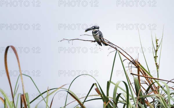 Grey Kingfisher (Ceryle rudis), with prey fish in its beak, sitting on reeds, Mabamba Swamp, Lake Victoria, Uganda