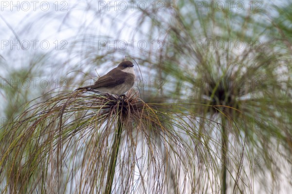 Swamp flycatcher (Muscicapa aquatica), bird sitting on papyrus, Mabamba Swamp, Lake Victoria, Uganda