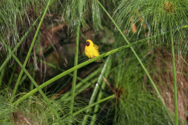 Reed weaver (Ploceus castanops), bird sitting on papyrus stalk, Mabamba Swamp, Lake Victoria, Uganda