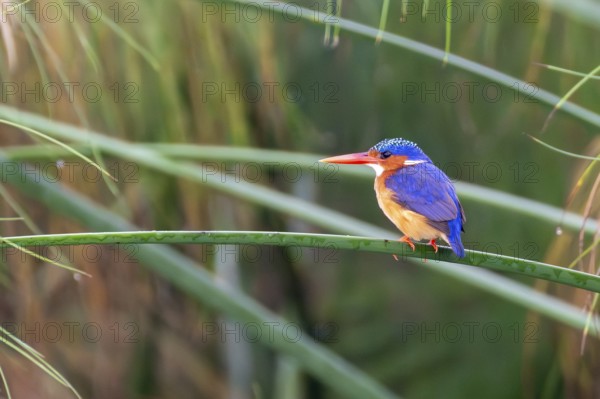 Crested Pygmy Kingfisher (Corythornis scalloped ribbonfish), bird sitting on papyrus stalk, Mabamba Swamp, Lake Victoria, Uganda