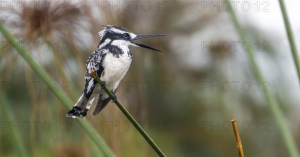 Grey Kingfisher (Ceryle rudis), calling, bird sitting on papyrus stalk, Mabamba Swamp, Lake Victoria, Uganda