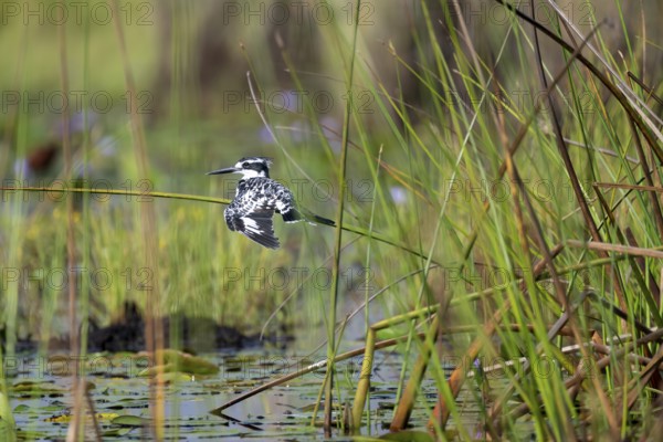 Grey Kingfisher (Ceryle rudis), drying its wings, Mabamba Swamp, Lake Victoria, Uganda