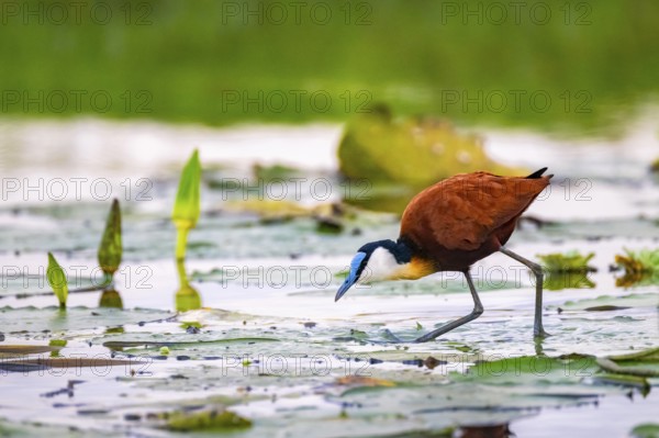 Blue-fronted Jacana (Actophilornis africanus), bird foraging on water lily leaves, Mabamba Swamp, Lake Victoria, Uganda