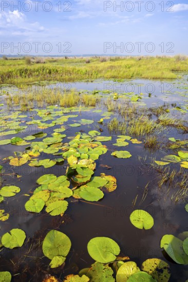 Water lilies (Nymphaeaceae), landscape at Mabamba Swamp, Lake Victoria, Uganda