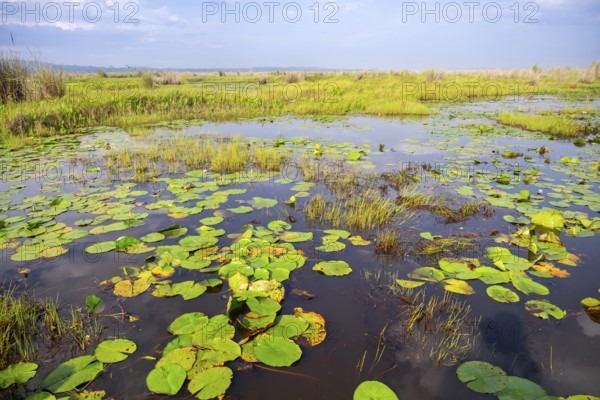 Water lilies (Nymphaeaceae), landscape at Mabamba Swamp, Lake Victoria, Uganda