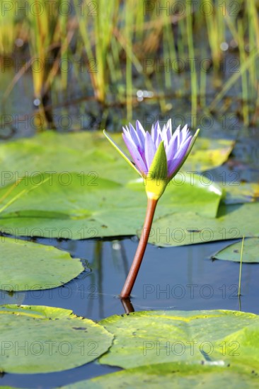 Flower of a water lily (Nymphaeaceae), Mabamba Swamp, Lake Victoria, Uganda