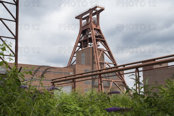 Double trestle headframe, Shaft XII, lilacs in bloom in the foreground, Zollverein Coal Mine Industrial Complex, UNESCO World Heritage Site, Essen, Ruhr area, North Rhine-Westphalia, Germany