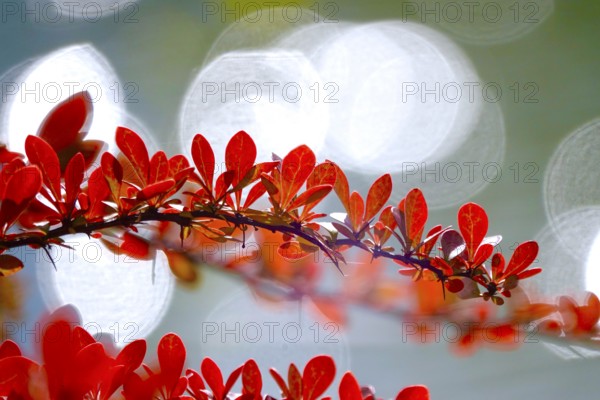 Barberry, autumn, Germany