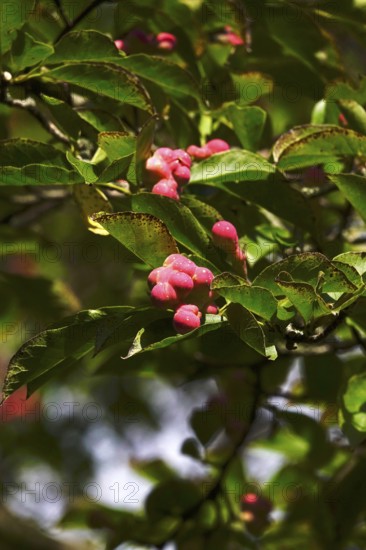 Fruits of the magnolia, September, Germany
