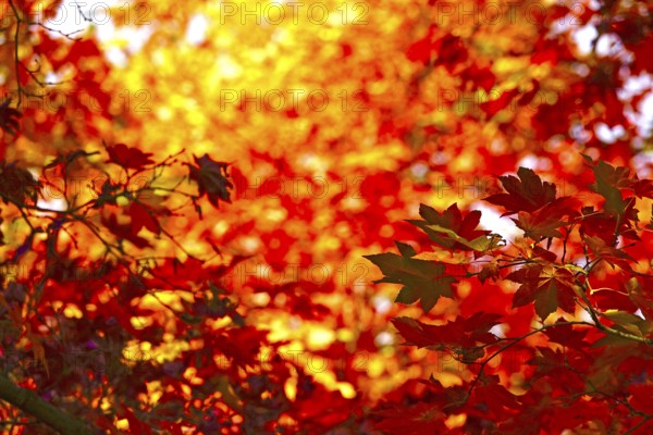 Golden October, autumn leaves, Germany