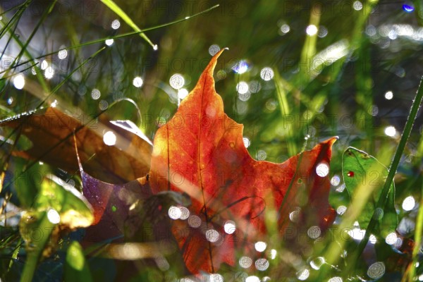 Autumn leaves with beautiful bokeh, October, Germany